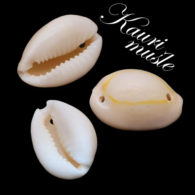 Kauri mušle, 20x14x10mm